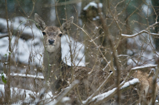 V zasneženej krajine