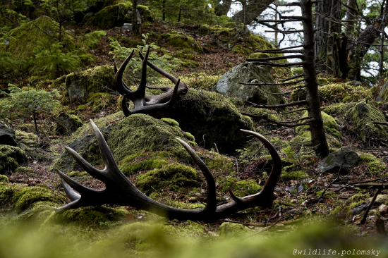 V horách milovaných