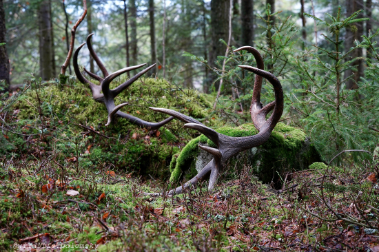 Sen sa stal skutočnosťou