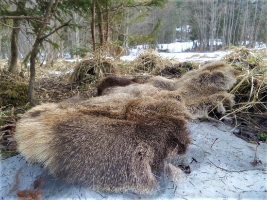 Vlčkovia mu vyzliekli zimný kožuch...