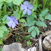 ZIMOZEĽ