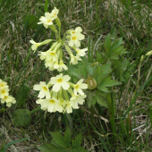 PRVOSIENKA