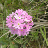 PRVOSIENKA