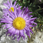 ASTRA ALPÍNSKA