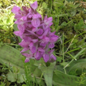 VSTAVAČOVEC