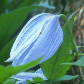 PLAMIENOK