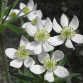 NARCISOKVETÁ