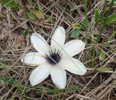 Biele čudo - neidentifikovaná rastlina