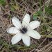Biele čudo - neidentifikovaná rastlina