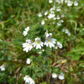 OČIANKA