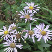 ASTRA  SPIŚSKÁ
