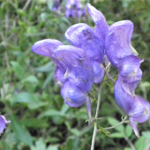 PRILBICA