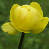ŽLTOHLAV