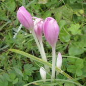 JESIENKA