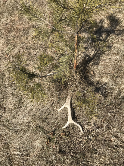 Starý minuloročný 8 mák