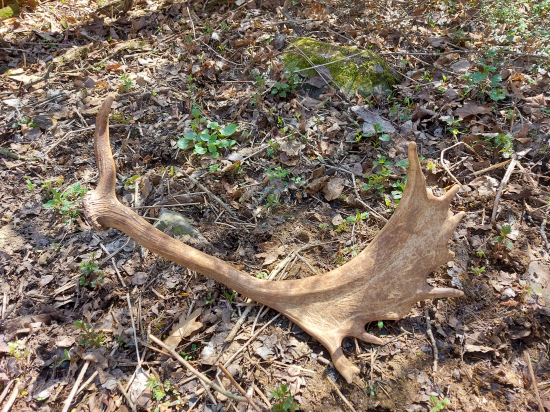 Dohľadaný do páru