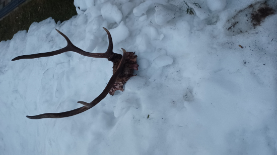 Trofej z pozostatkov