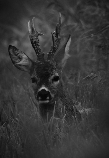 Odpočívající osmerák