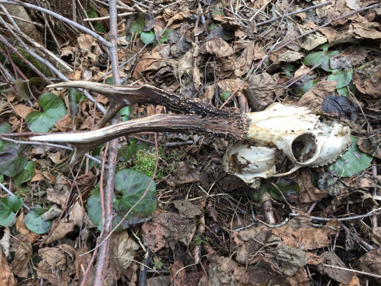 Krutá zima?Či....?