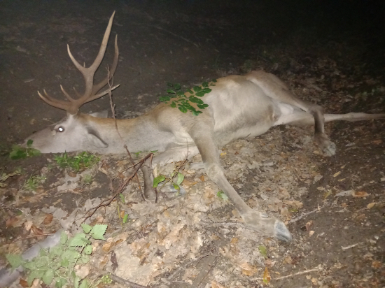 Keď svätý Hubert a Diana doprajú