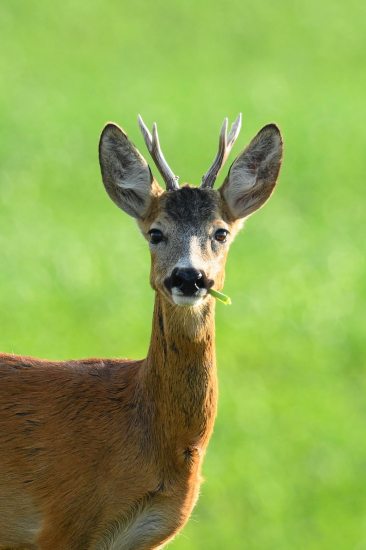 Psssst hej kamo más zapalovac?