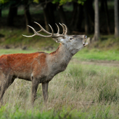 Jelenia ruja