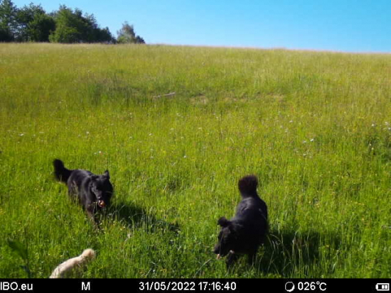 Pytliaci pri Kalinci