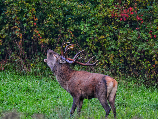 Keď sa zadarí ????