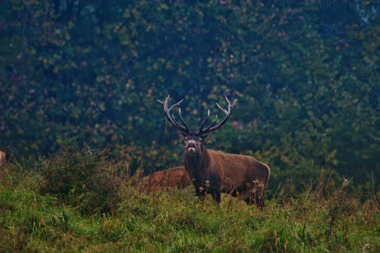 Čo to tu vonia ????
