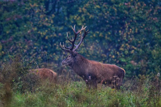 Nepravidelný 16 torák