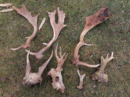 Z dnešnej prechádzky