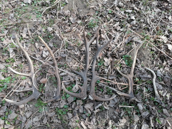 Dnešná prechádzka