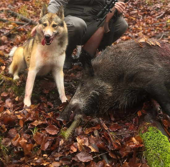 Vždy nové dobrodružstvá s mojim vlkom.