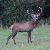 rujošík