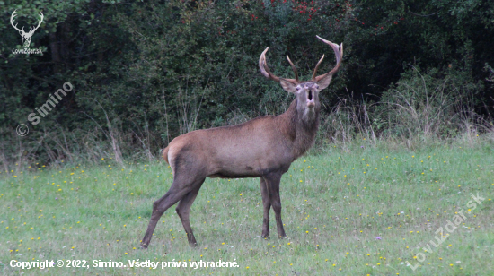 rujošík