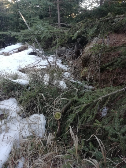 Kam som na jar pozeral ?