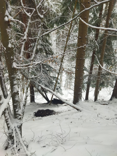 Ležoviská  diviakov