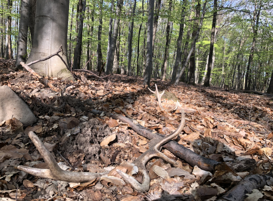 ani nie daleko od seba