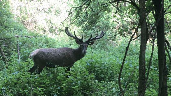 ked ides pozret fotopascu