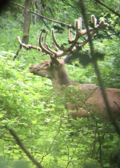 kamos nadelil tento rok