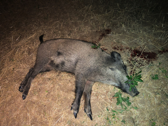 po žatvový lanštiak