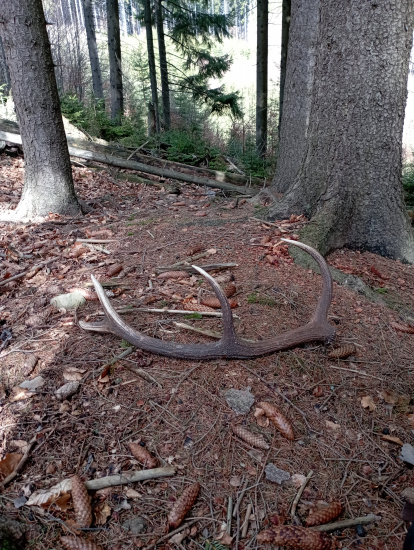 Na krátkej vychadzke.
