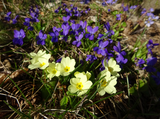 Prvosienka bezbyľová a Fialka voňavá