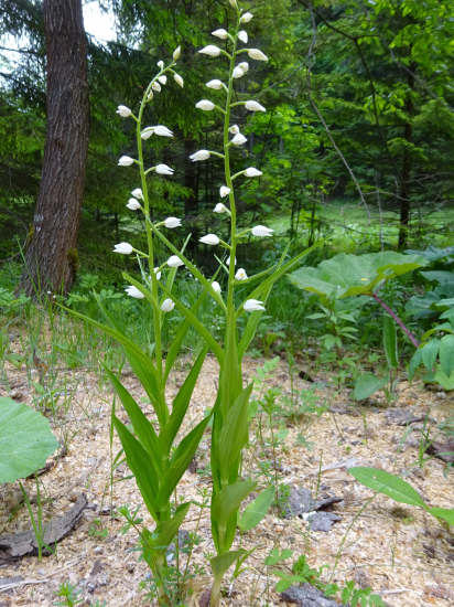 Prilbovka dlholistá