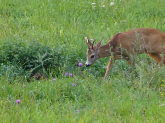 Idem si privoňať...