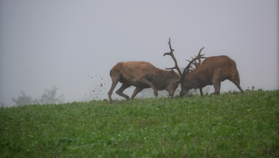 Súboj jeleňov