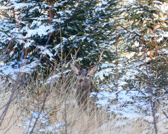 Si myslel že ho nevidím