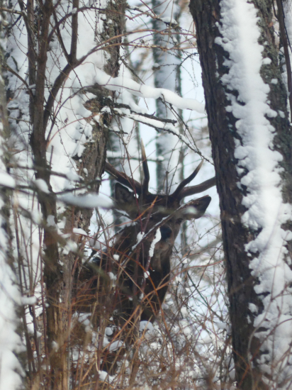 Pohľad v zimnom kožuchu