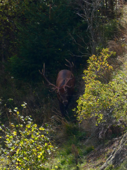 Už prichádza na Rujovisko