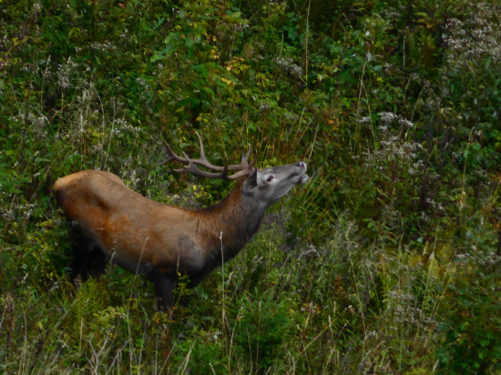 Mladý si privoniava